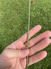 Schoenoplectus acutus