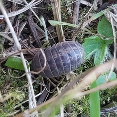 Armadillidium vulgare