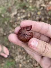 Amphibolips quercusjuglans