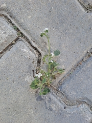 Heliotropium