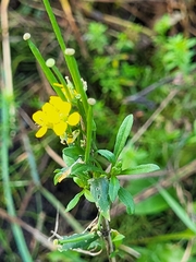 Erysimum hieraciifolium