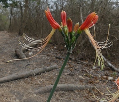 Eucrosia bicolor bicolor