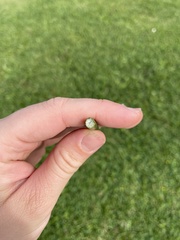 Schoenoplectus acutus