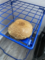 Hortiboletus rubellus