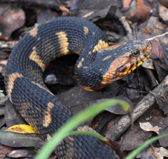 Nerodia fasciata confluens
