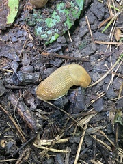 Arion intermedius