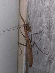 Mantis religiosa