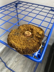 Hortiboletus rubellus