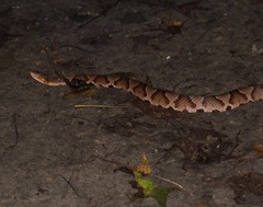 Agkistrodon contortrix