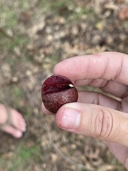 Amphibolips quercusjuglans