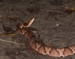 Agkistrodon contortrix