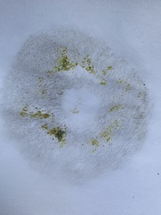 Hortiboletus rubellus