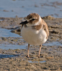 Charadrius wilsonia
