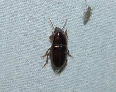 Harpalus gravis