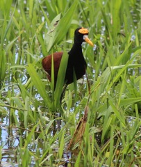 Jacana spinosa