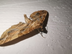 Pelurga comitata