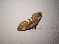 Pelurga comitata