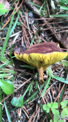 Phylloporus