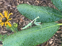 Stagmomantis carolina