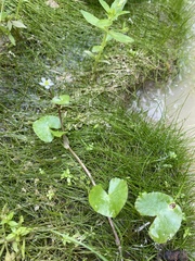 Caltha natans