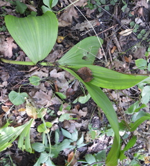 Veratrum