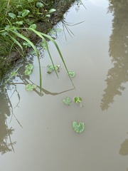 Caltha natans