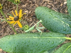 Stagmomantis carolina