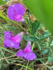 Lathyrus palustris