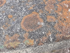 Xanthocarpia feracissima