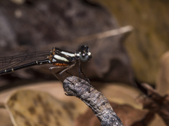 Nososticta impercepta