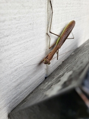 Tenodera angustipennis