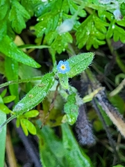 Myosotis arvensis
