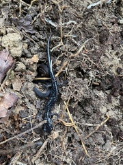 Plethodon cylindraceus