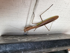 Tenodera angustipennis
