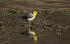 Motacilla citreola