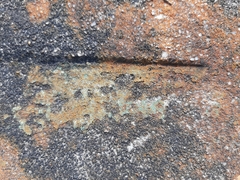 Xanthocarpia feracissima
