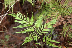 Pteridium aquilinum pseudocaudatum