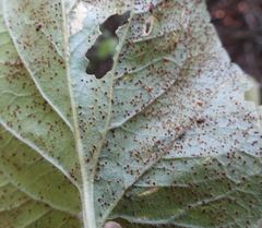 Puccinia violae