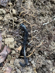 Plethodon cylindraceus