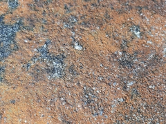 Xanthocarpia feracissima