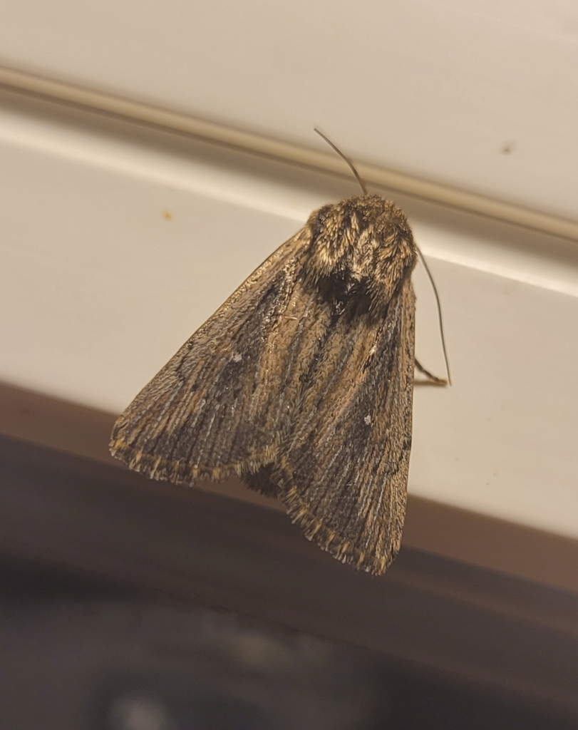 Devonshire Wainscot