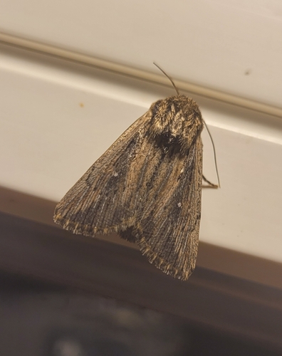 Devonshire Wainscot