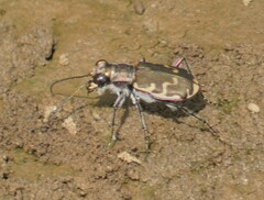 Cicindela repanda