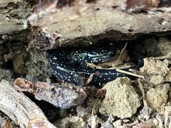 Plethodon cylindraceus