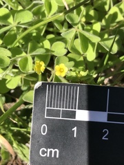 Oxalis micrantha