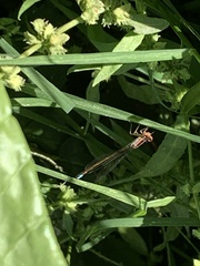 Ischnura denticollis