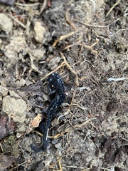 Plethodon cylindraceus