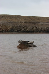 Phoca vitulina vitulina