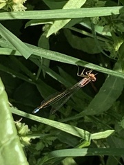 Ischnura denticollis