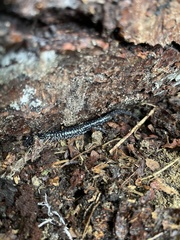 Plethodon cylindraceus